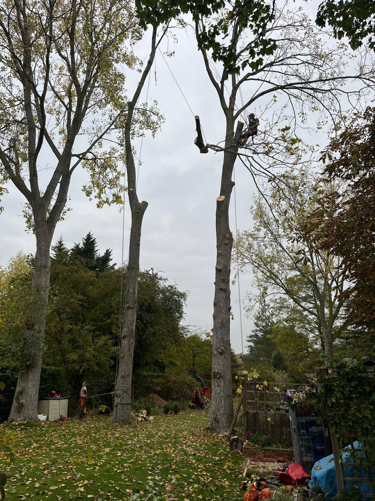Poplar removal in Cropwell Bishop — photo 2