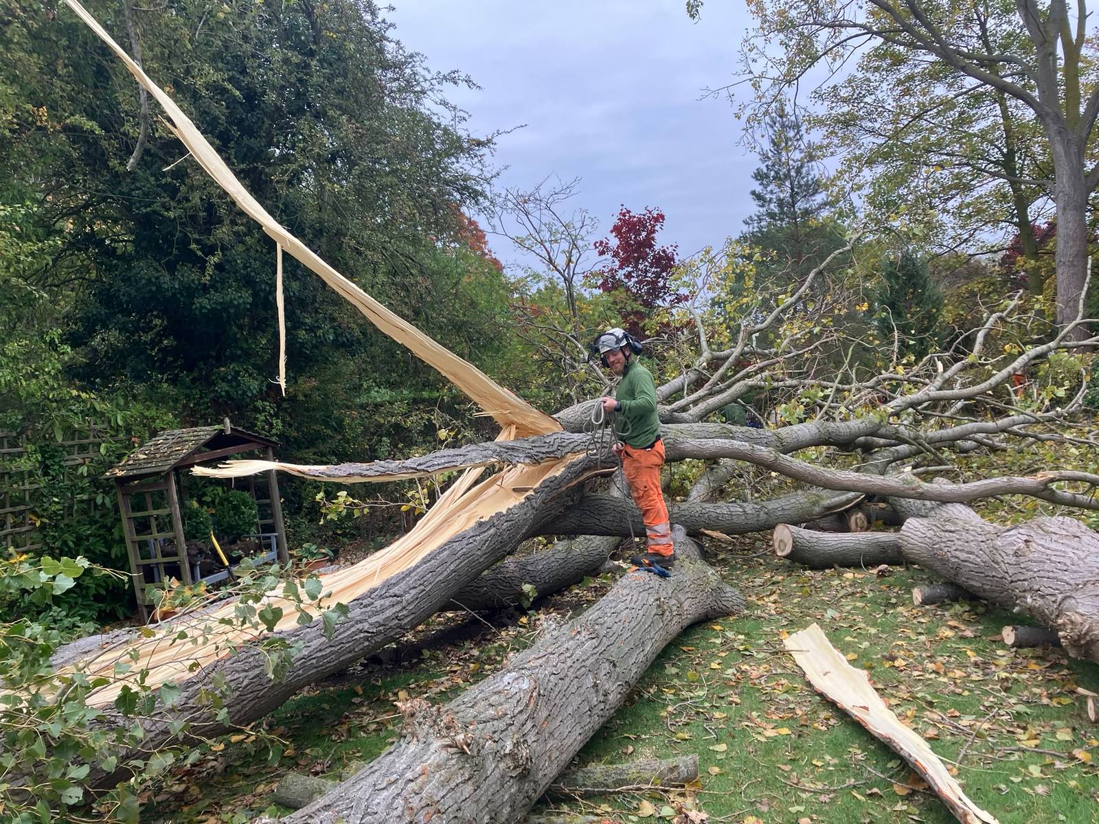 Poplar removal in Cropwell Bishop — photo 3
