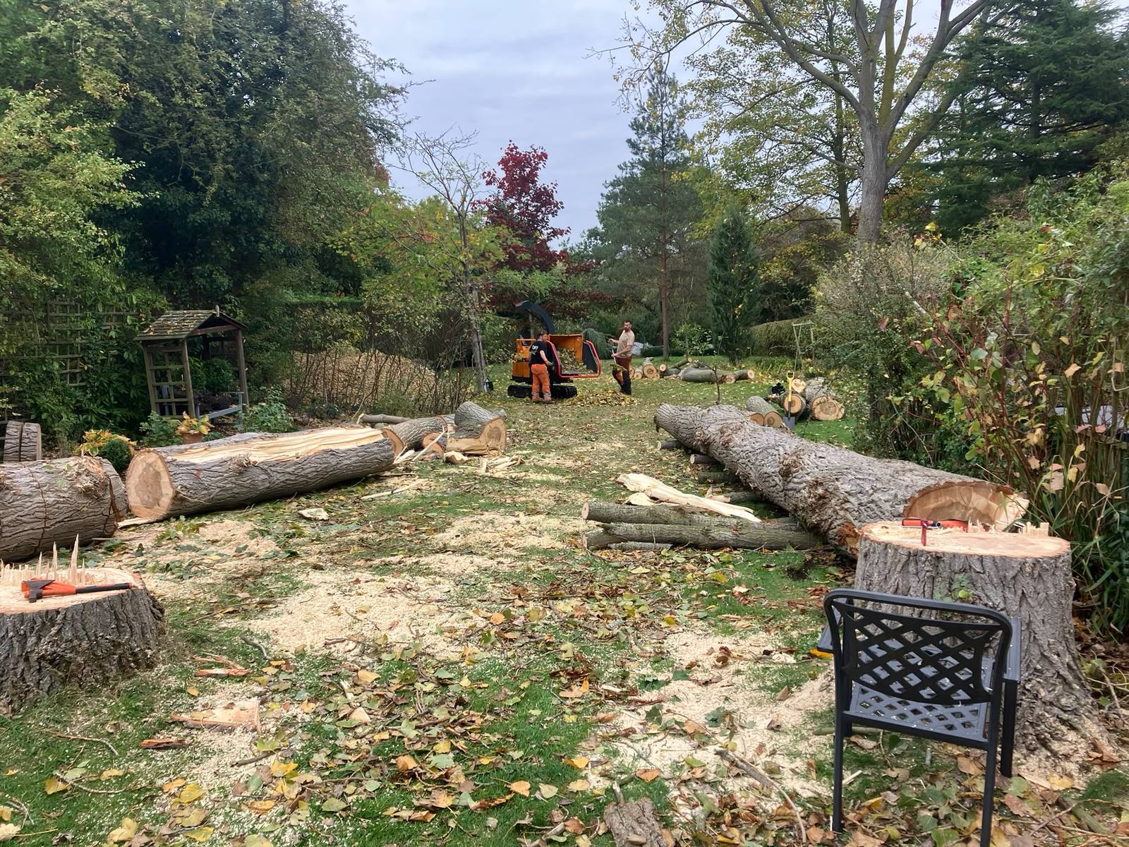 Poplar removal in Cropwell Bishop — photo 5