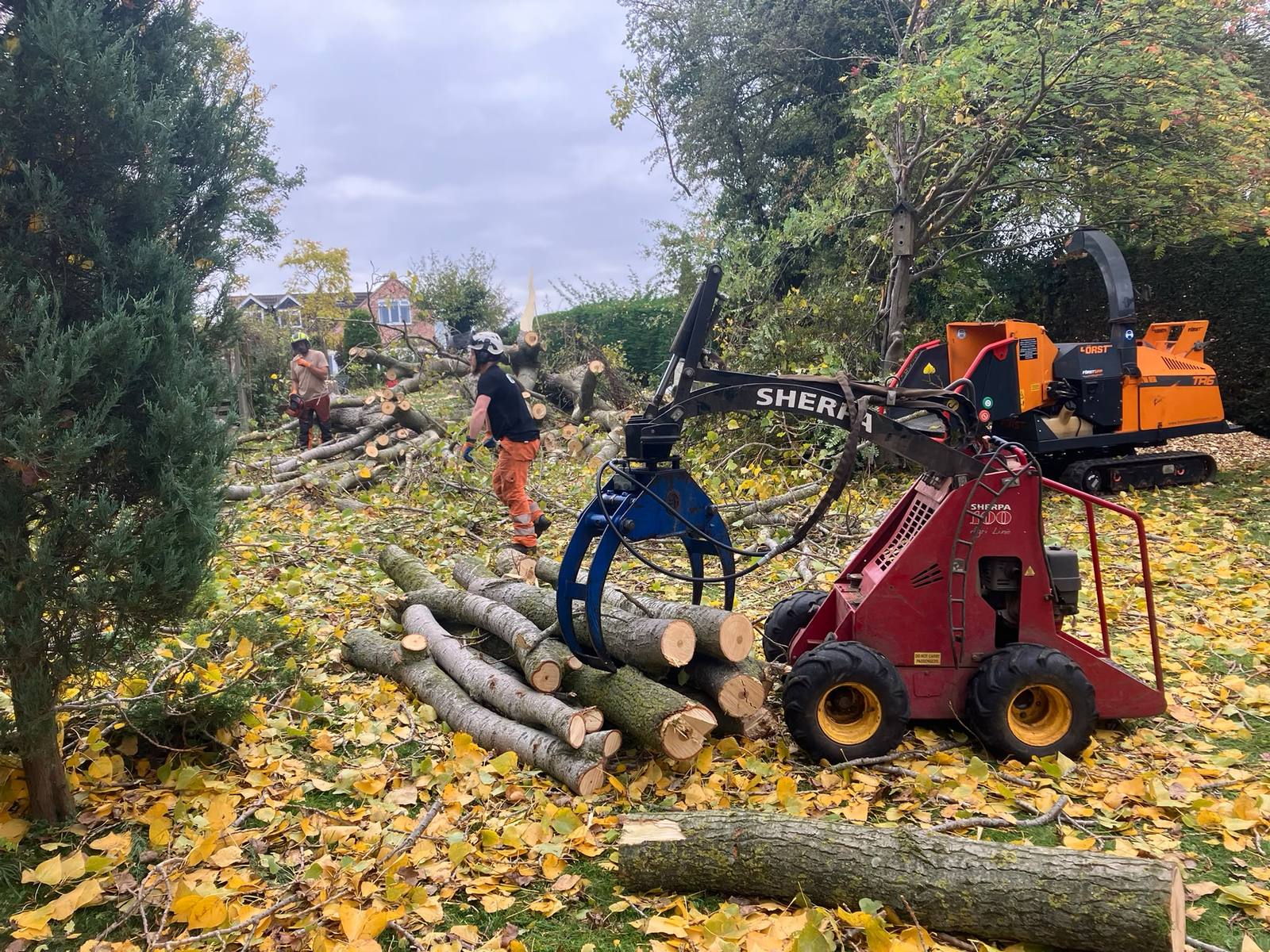 Poplar removal in Cropwell Bishop — photo 6