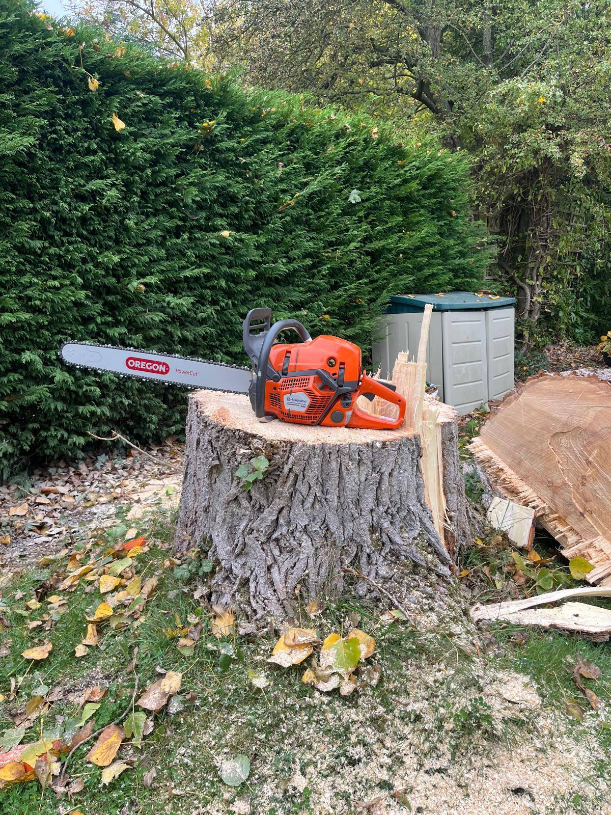 Poplar removal in Cropwell Bishop — photo 8