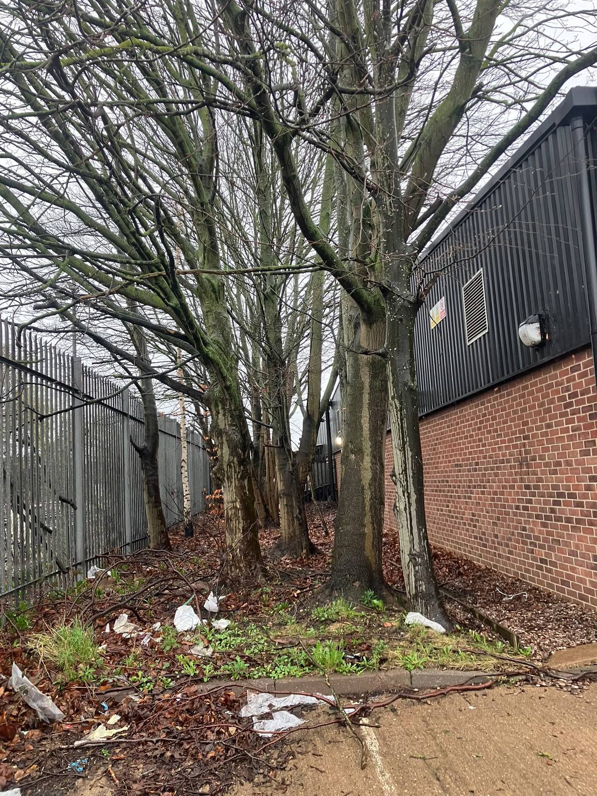 Commercial tree removal beside the railway in Leicester — photo 1