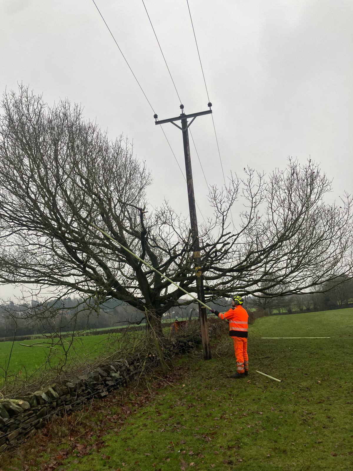 Utility tree clearance near high voltage power lines — photo 1