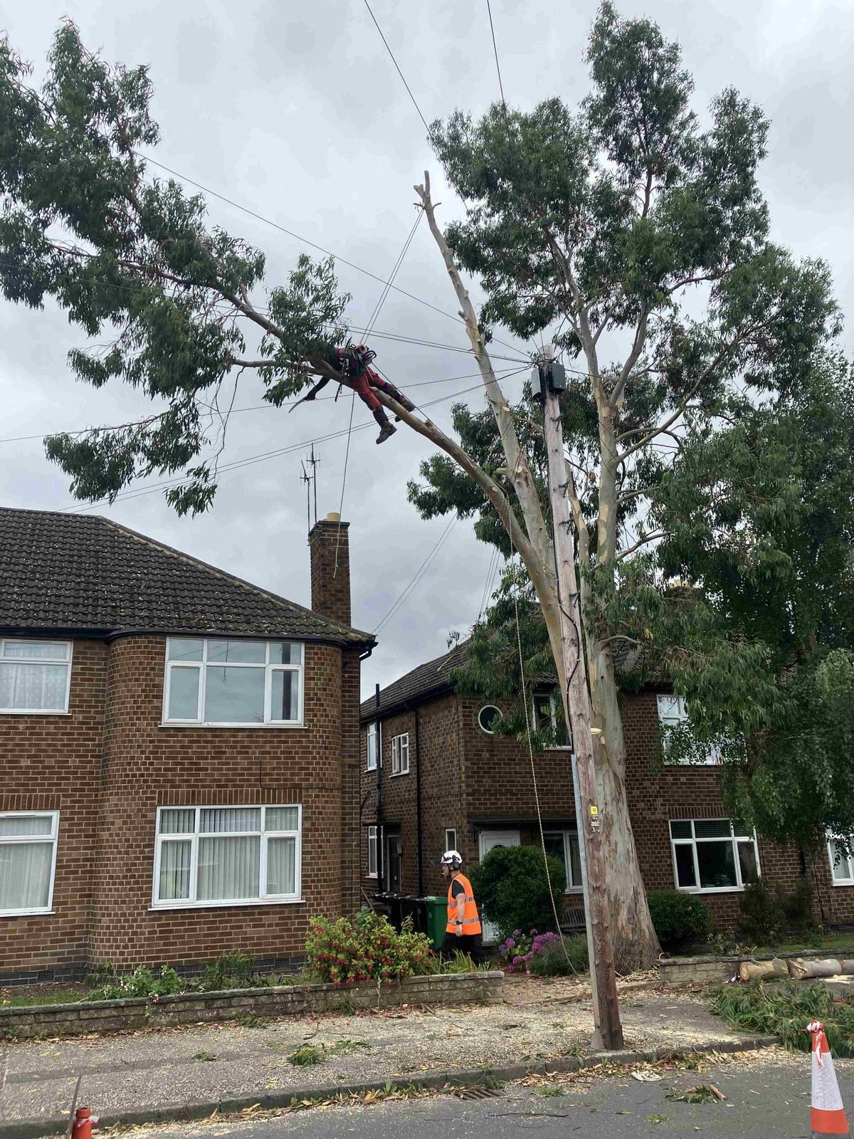 Rope-access climber and ground worker pruning a roadside tree