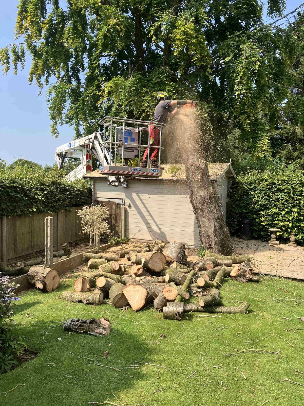 Arborist using a chainsaw from a cherry picker basket beside a garden shed
